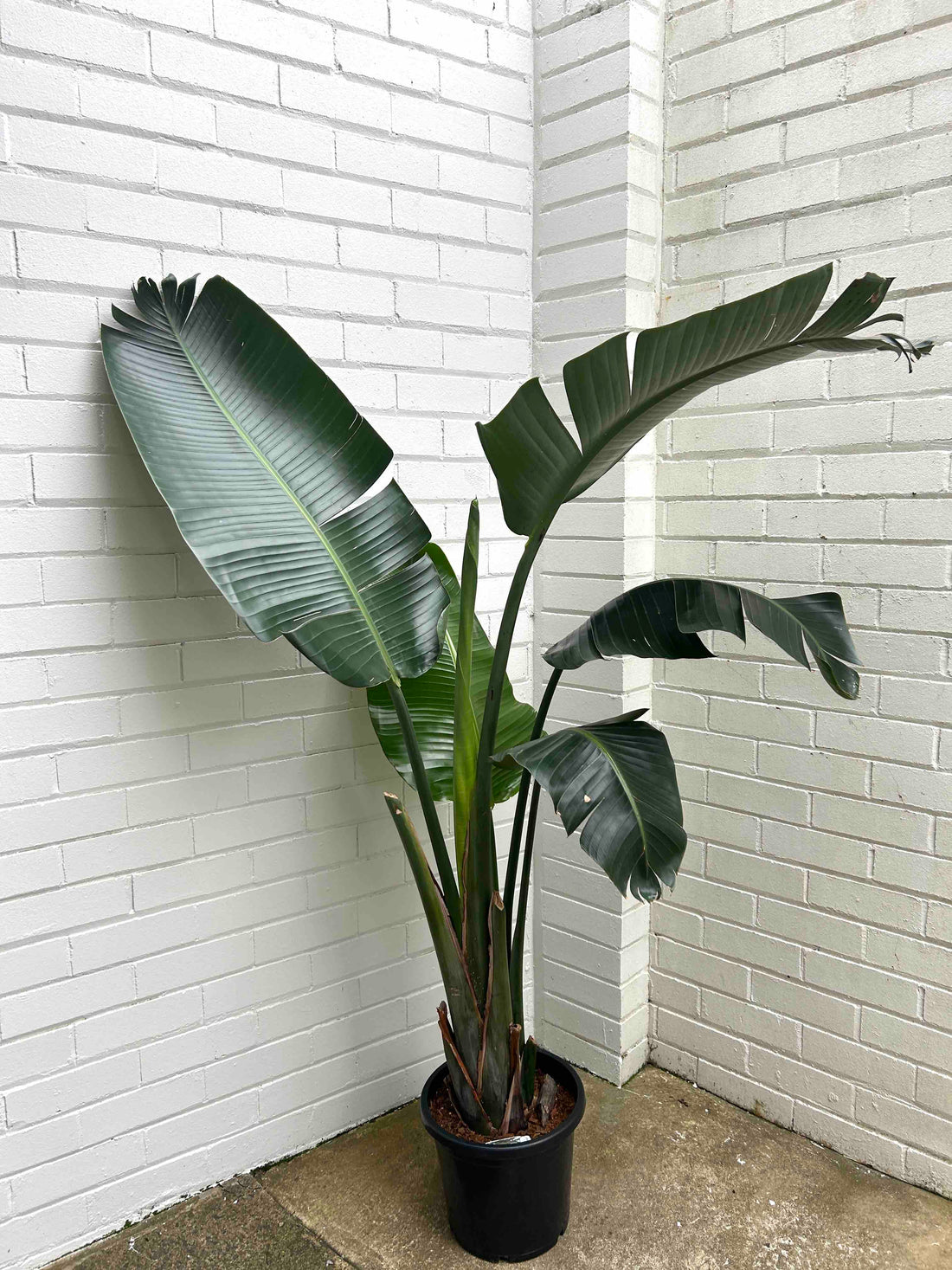 Bird of Paradise Strelitzia Plant