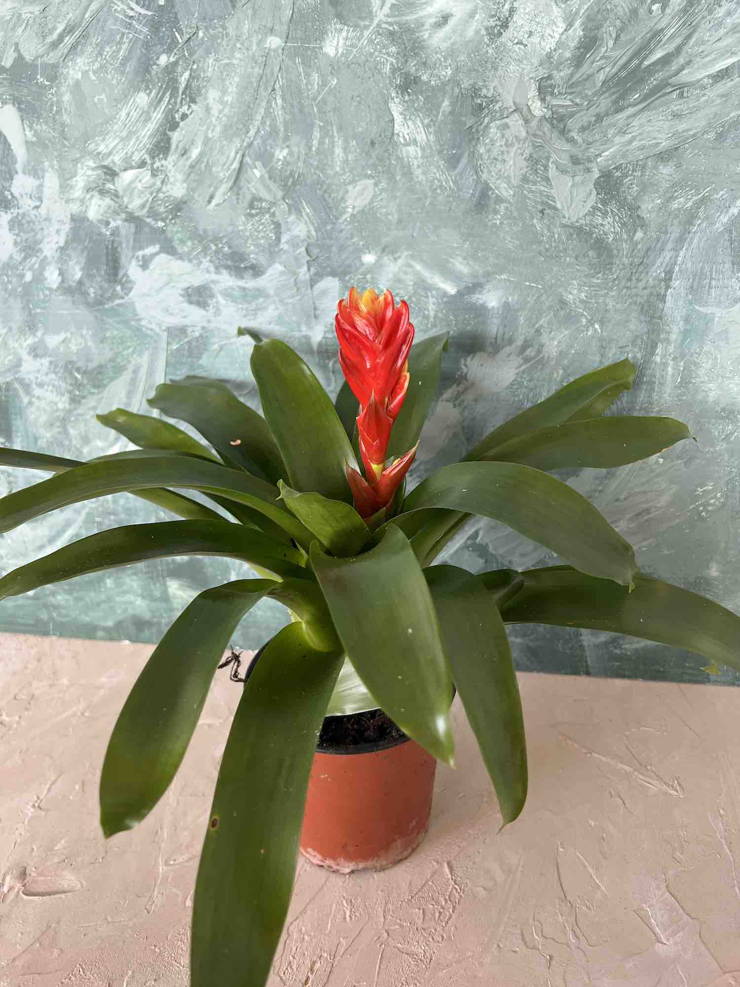 Bromeliad Plant