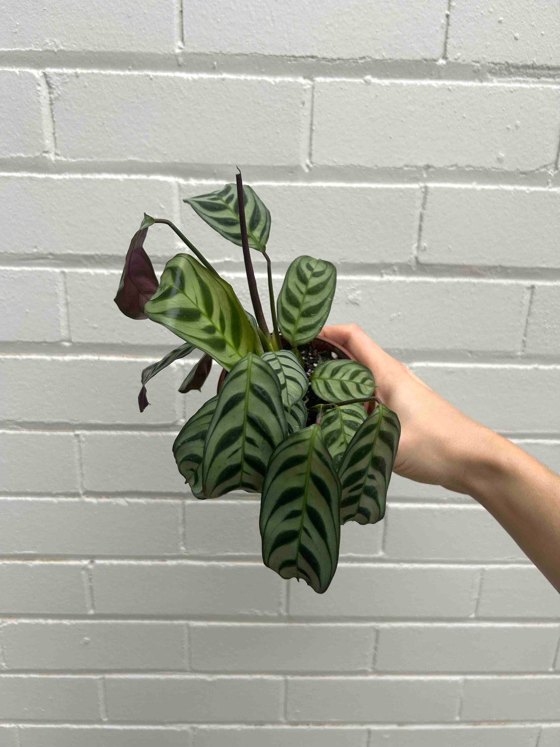 Calathea Plant