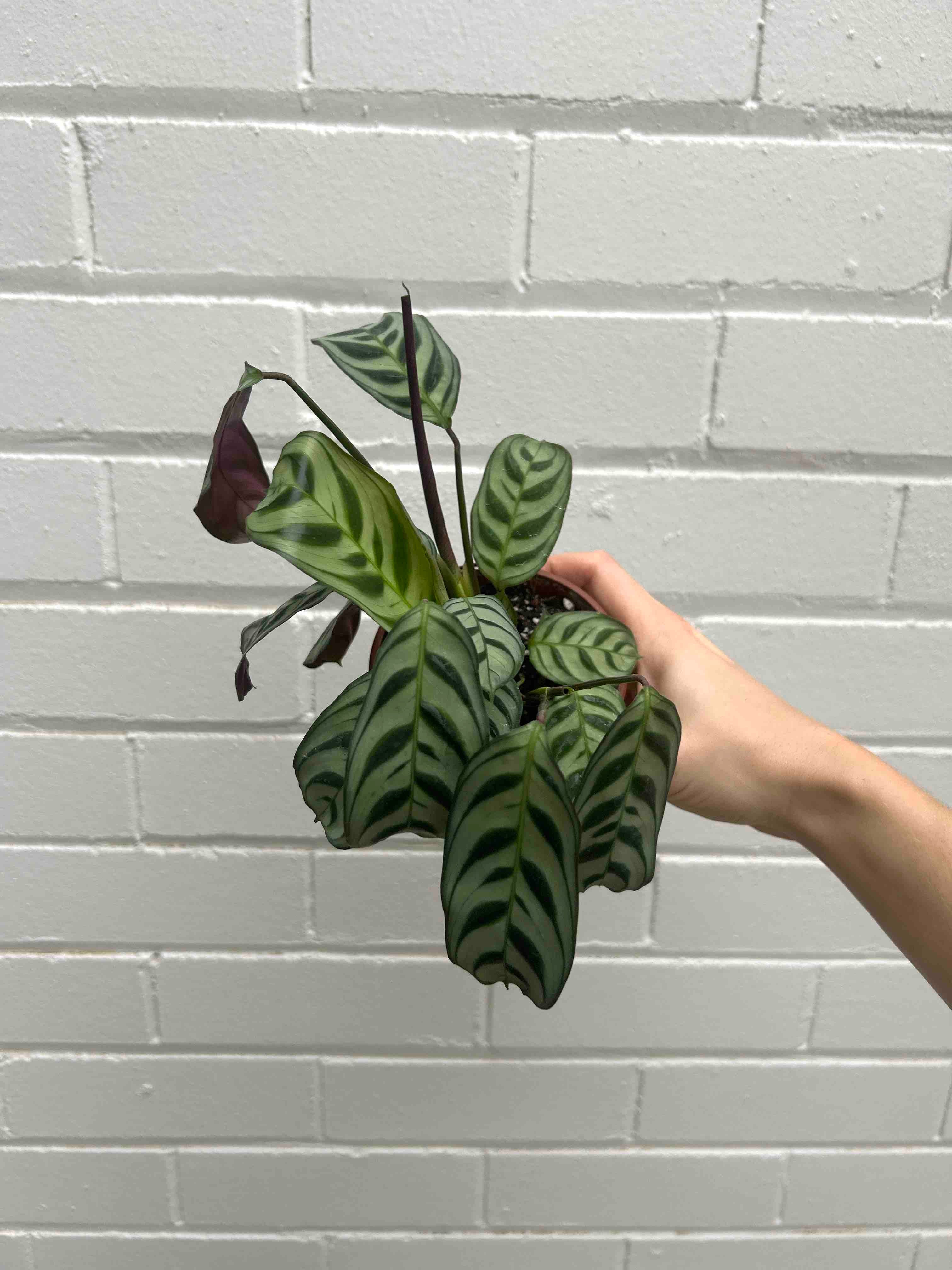 Calathea Plant