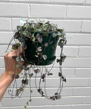 Chain of Hearts Plant