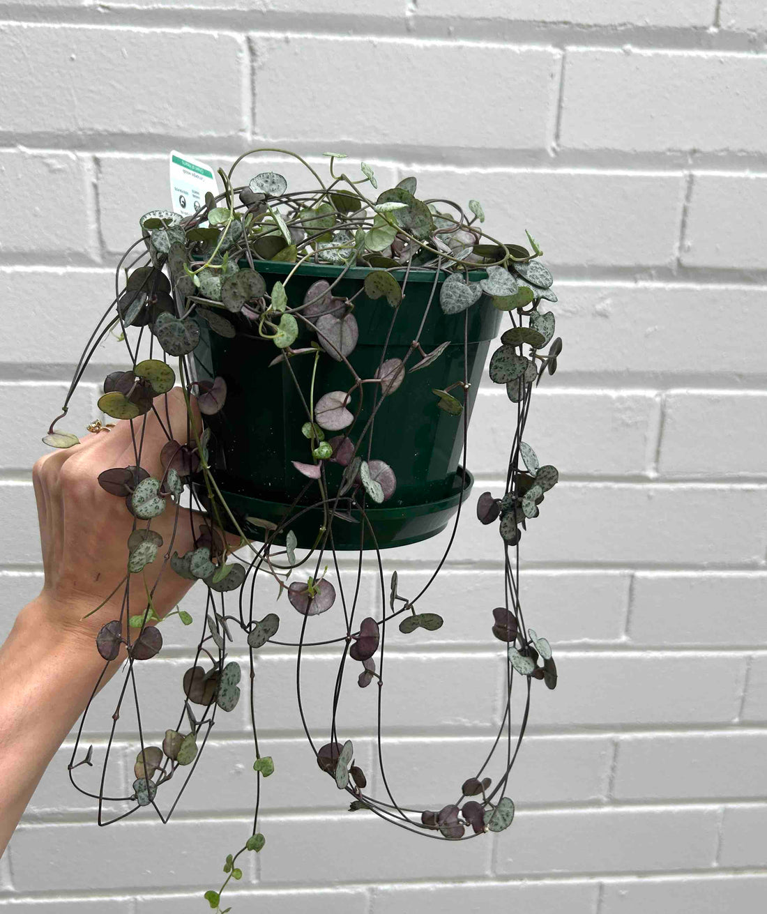 Chain of Hearts Plant