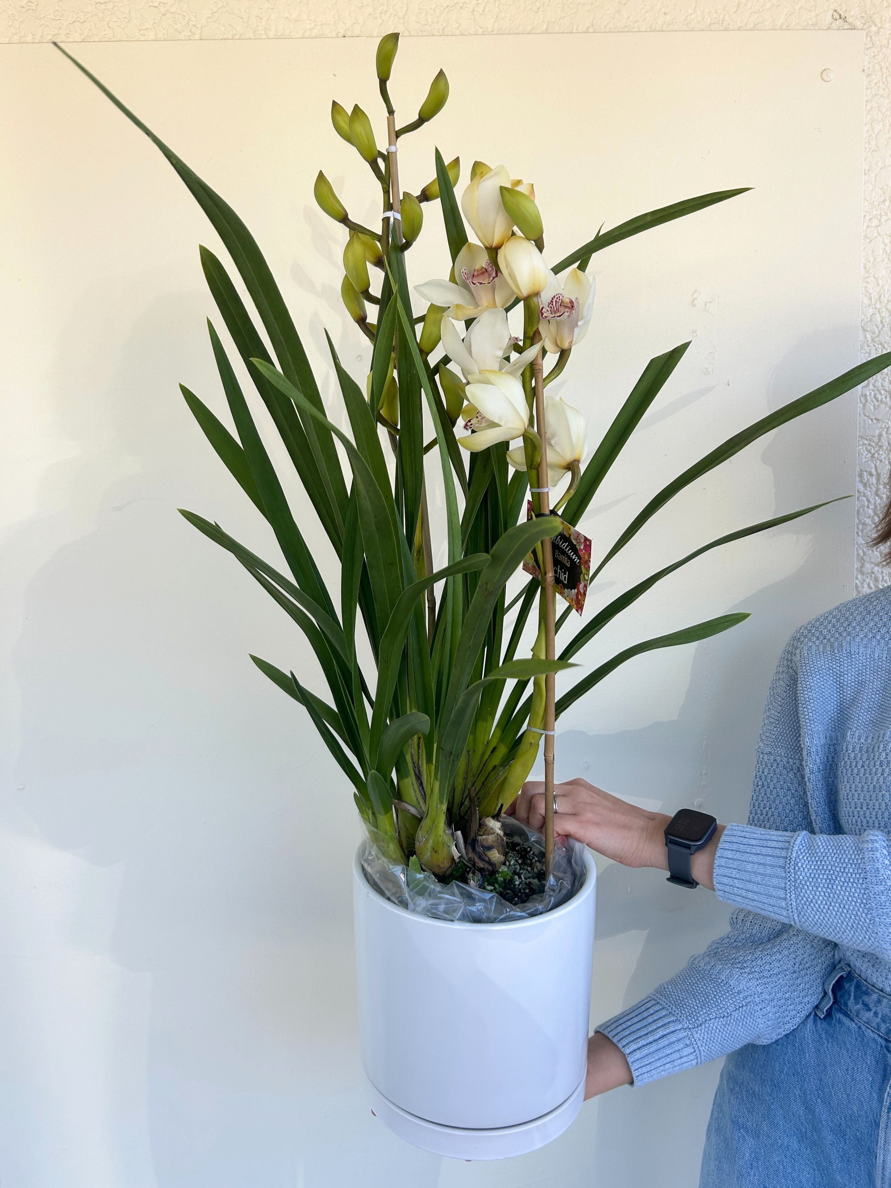 Cymbidium Orchid Plant