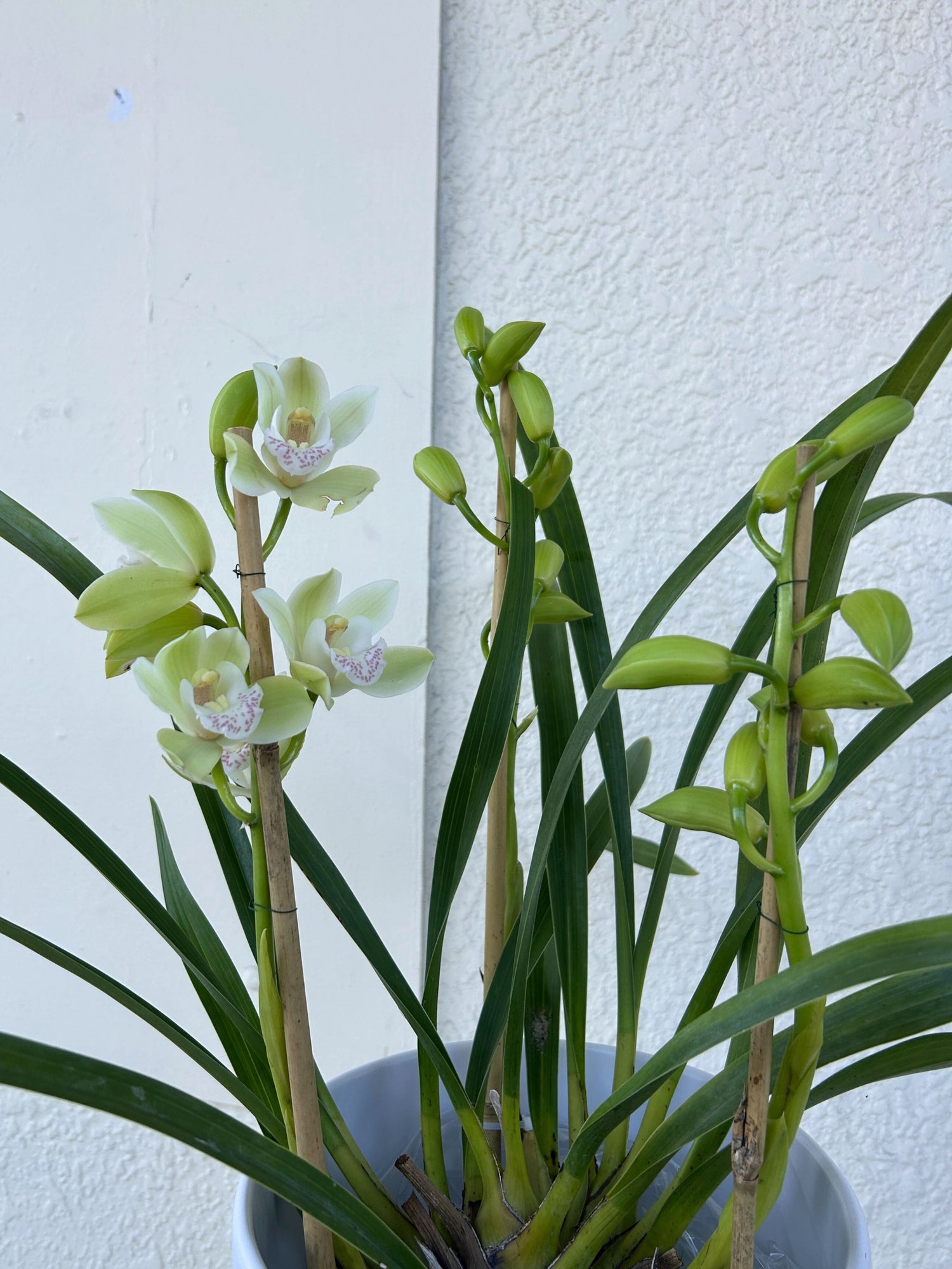 Cymbidium Orchid Plant