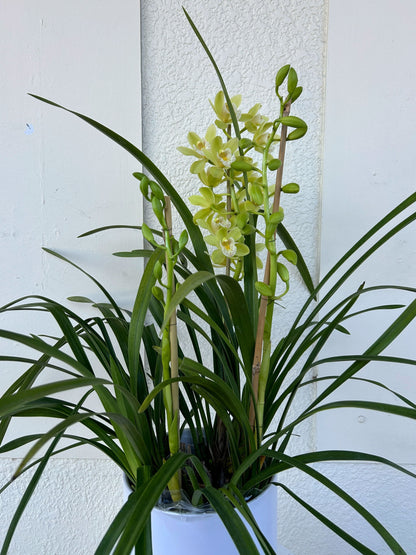 Cymbidium Orchid Plant