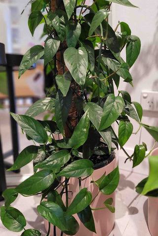 Devil's Ivy Pothos Plant