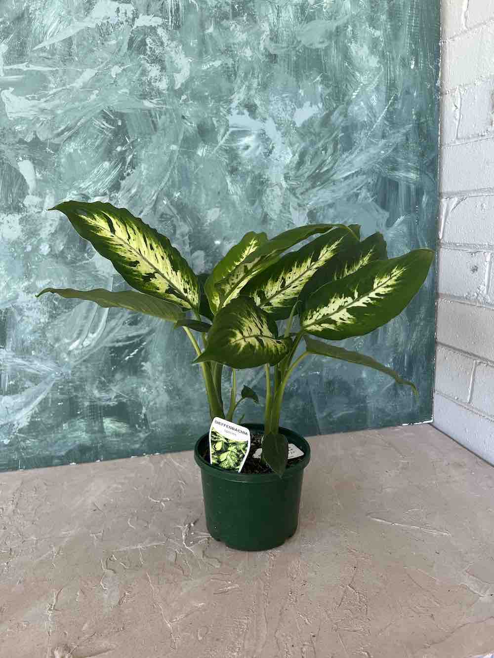 Dumb Cane Plant