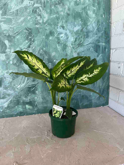 Dumb Cane Plant