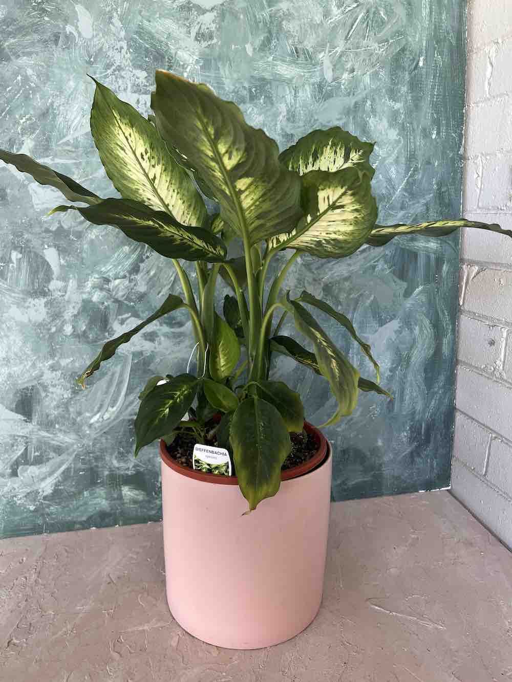 Dumb Cane Plant