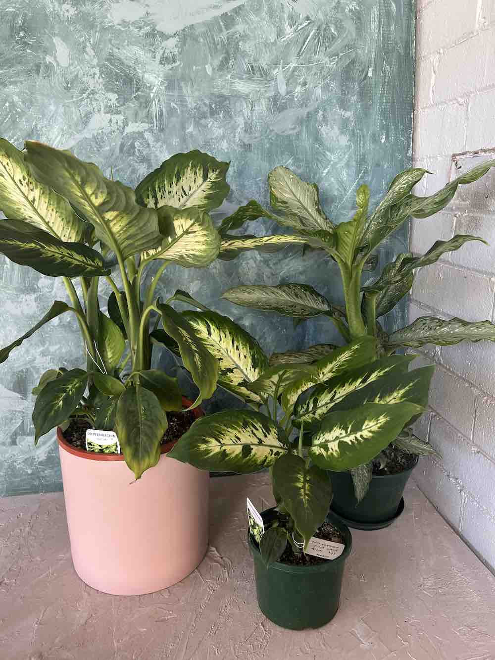 Dumb Cane Plant