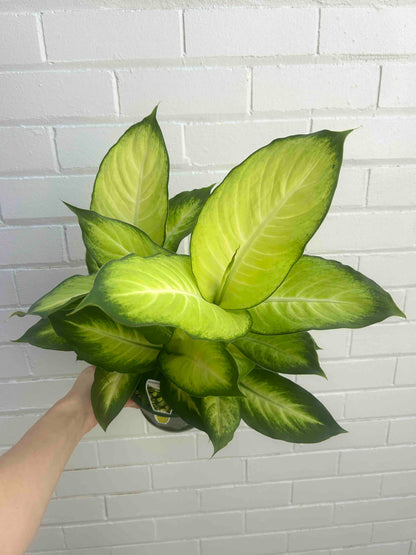 Dumb Cane Plant