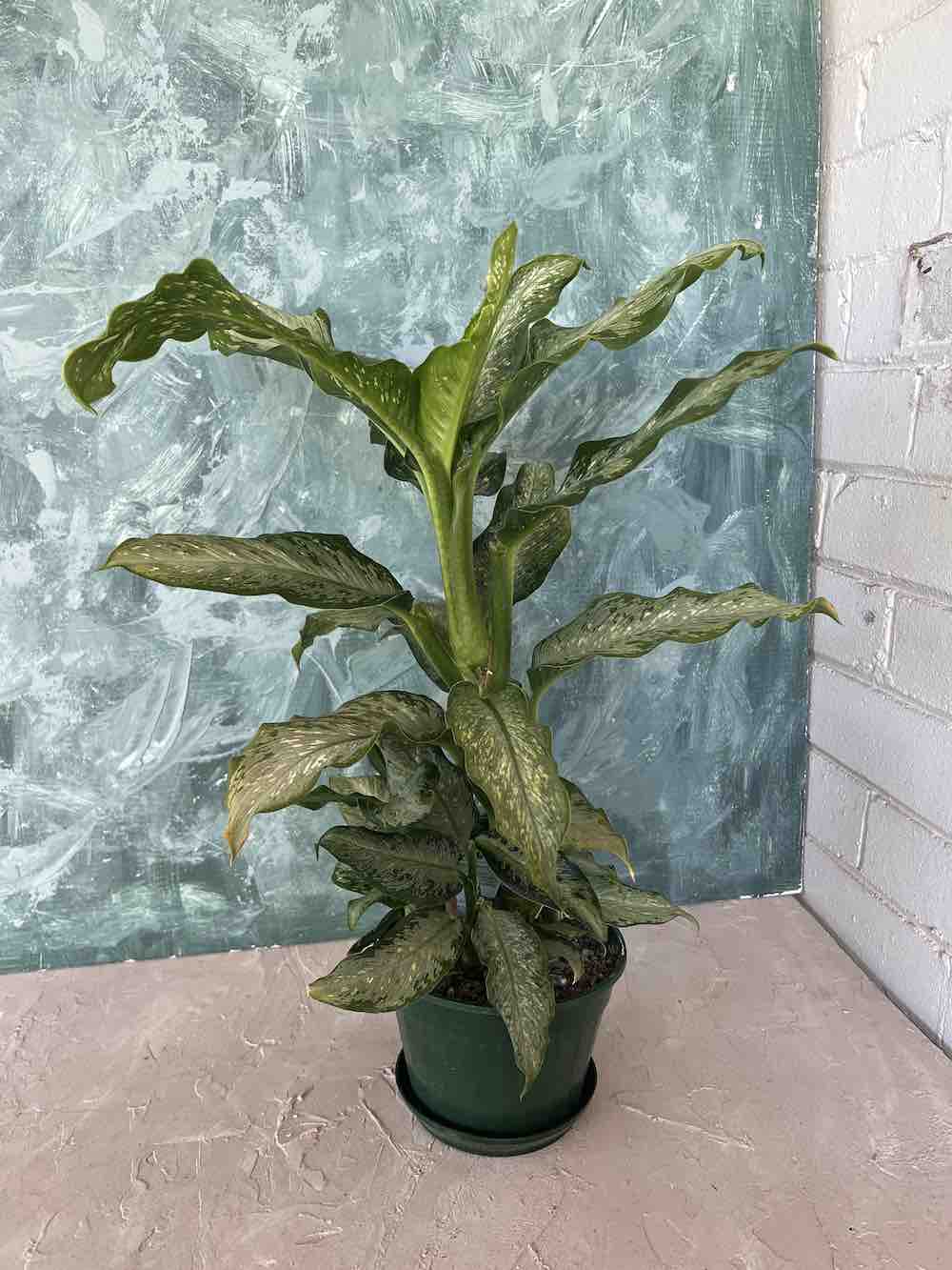 Dumb Cane Plant