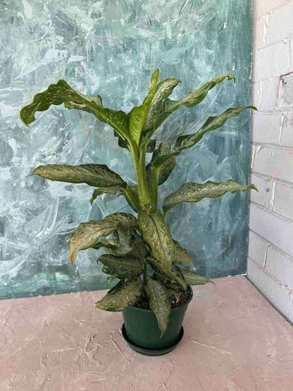 Dumb Cane Plant