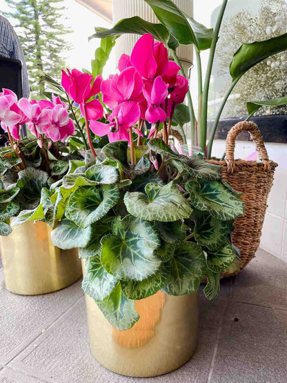 large cyclamen flowering plant