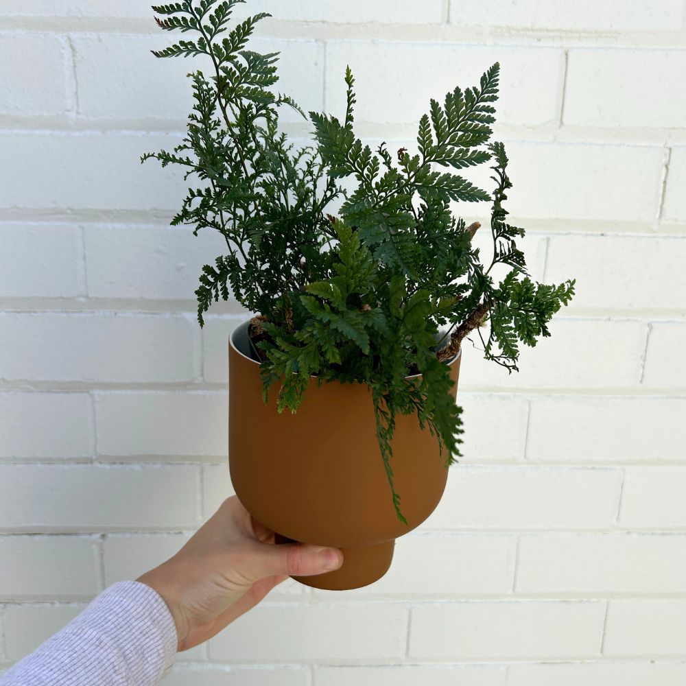 Fergus Footed Planter Pot