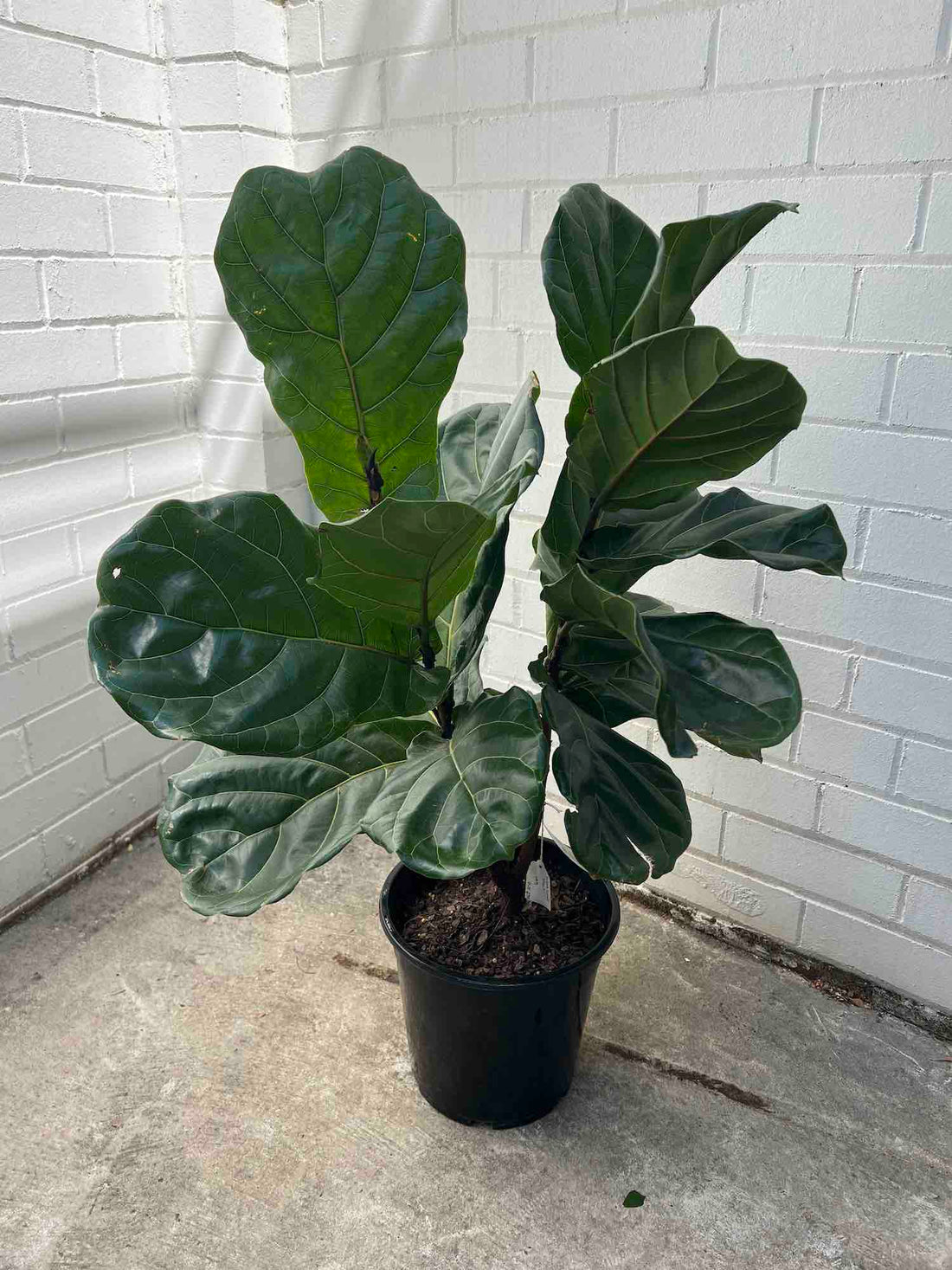 Fiddle Leaf Plant