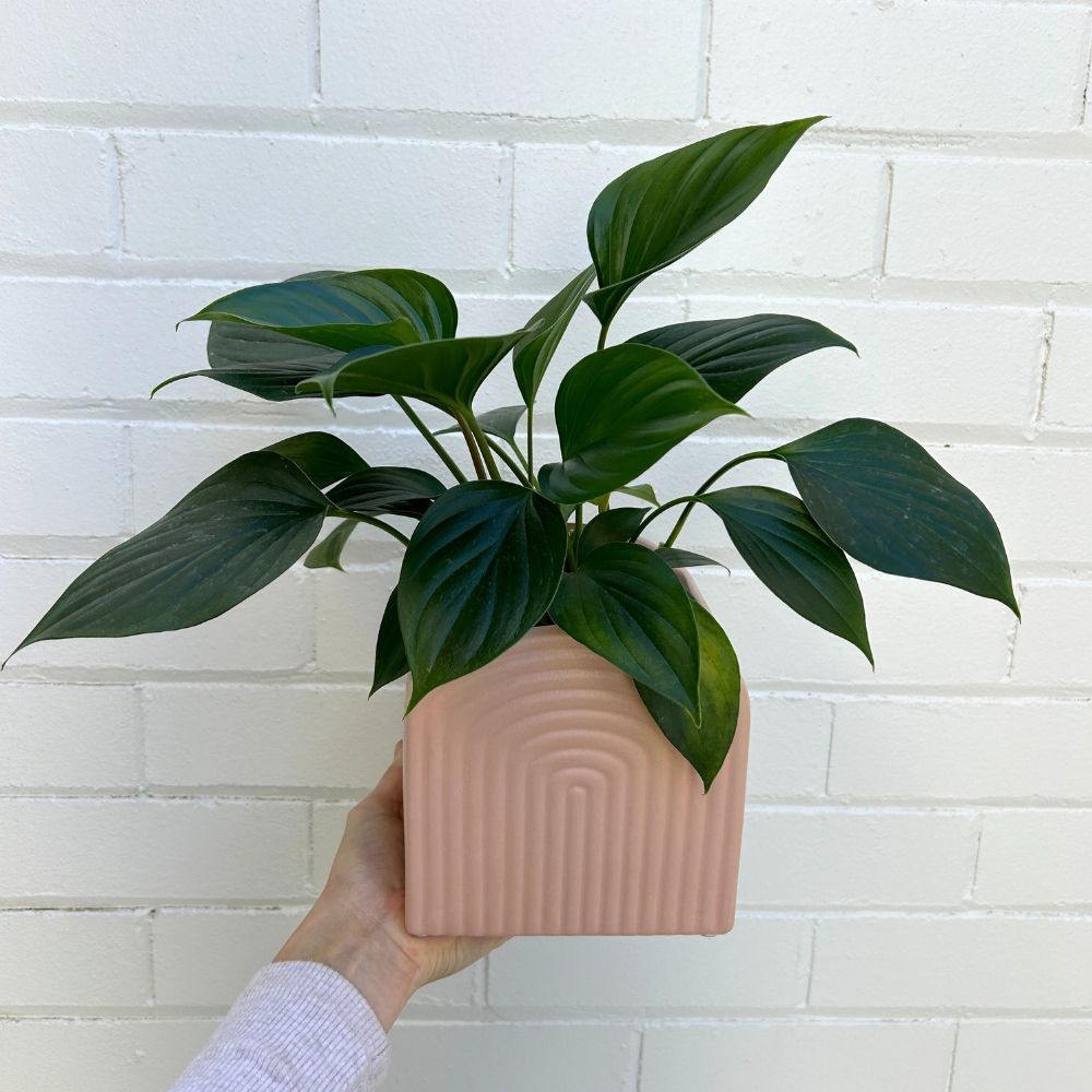 Gatsby Planter Pot