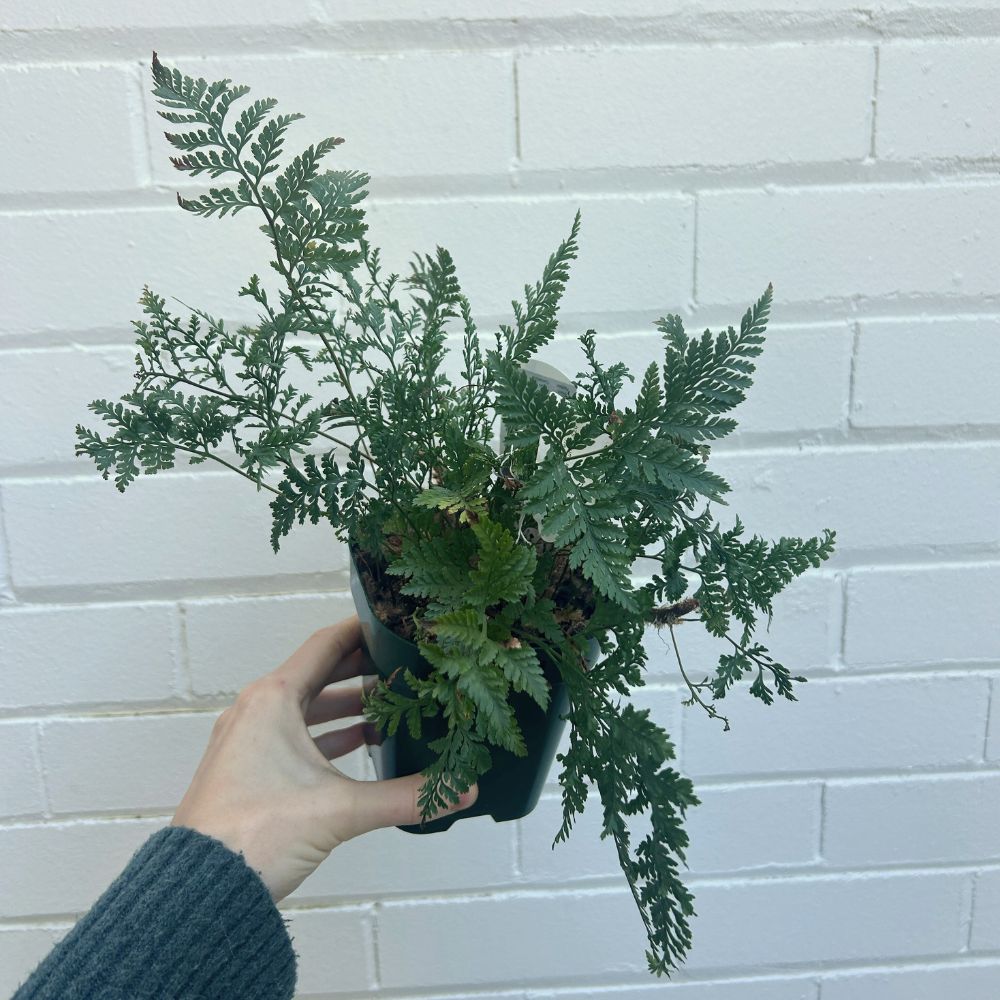 Fern Plants