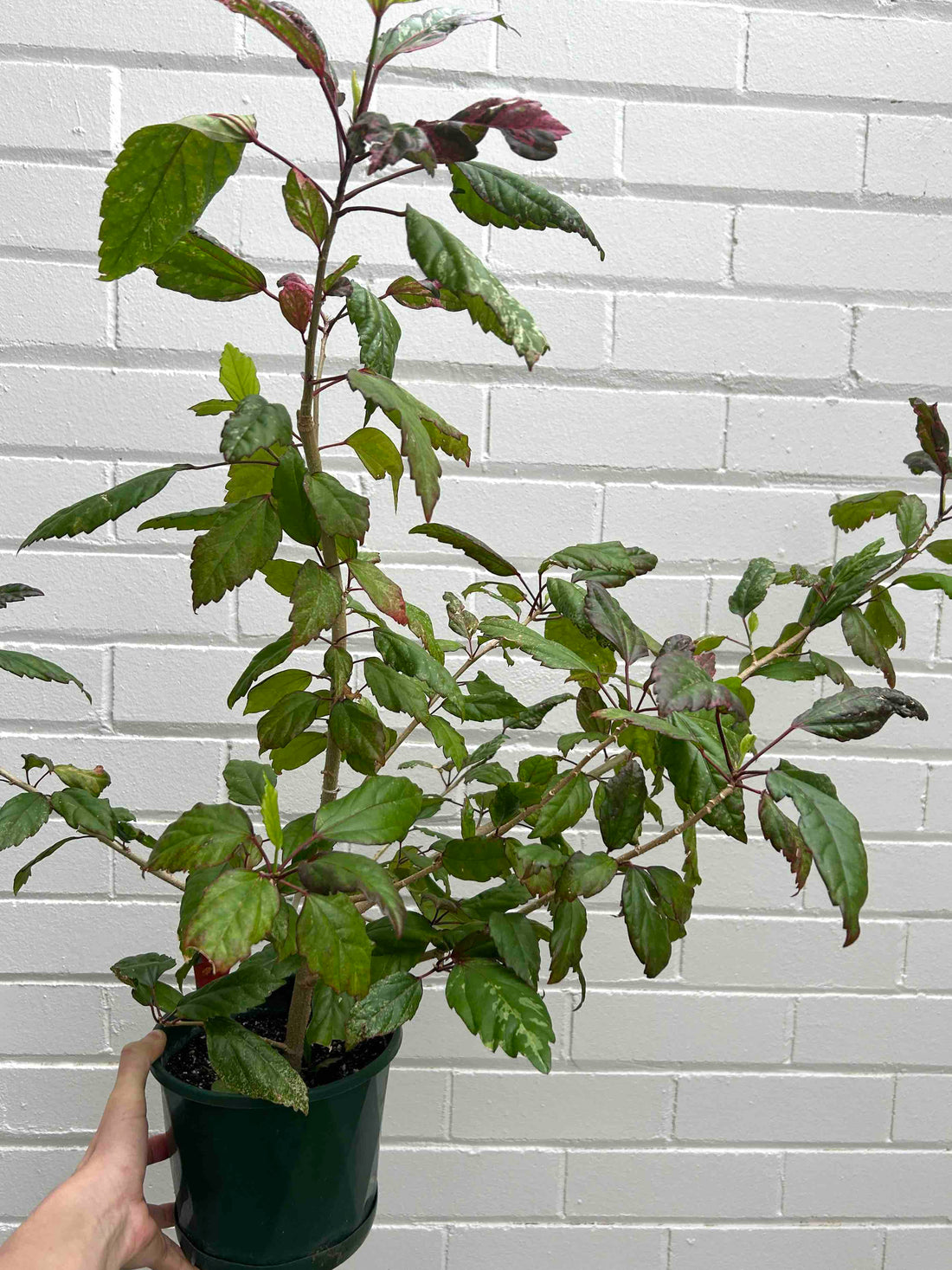 Hibiscus Cooperi Plant