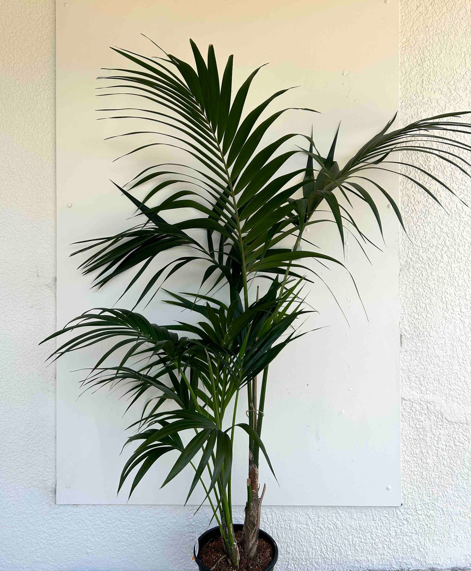 Kentia Palm Plant