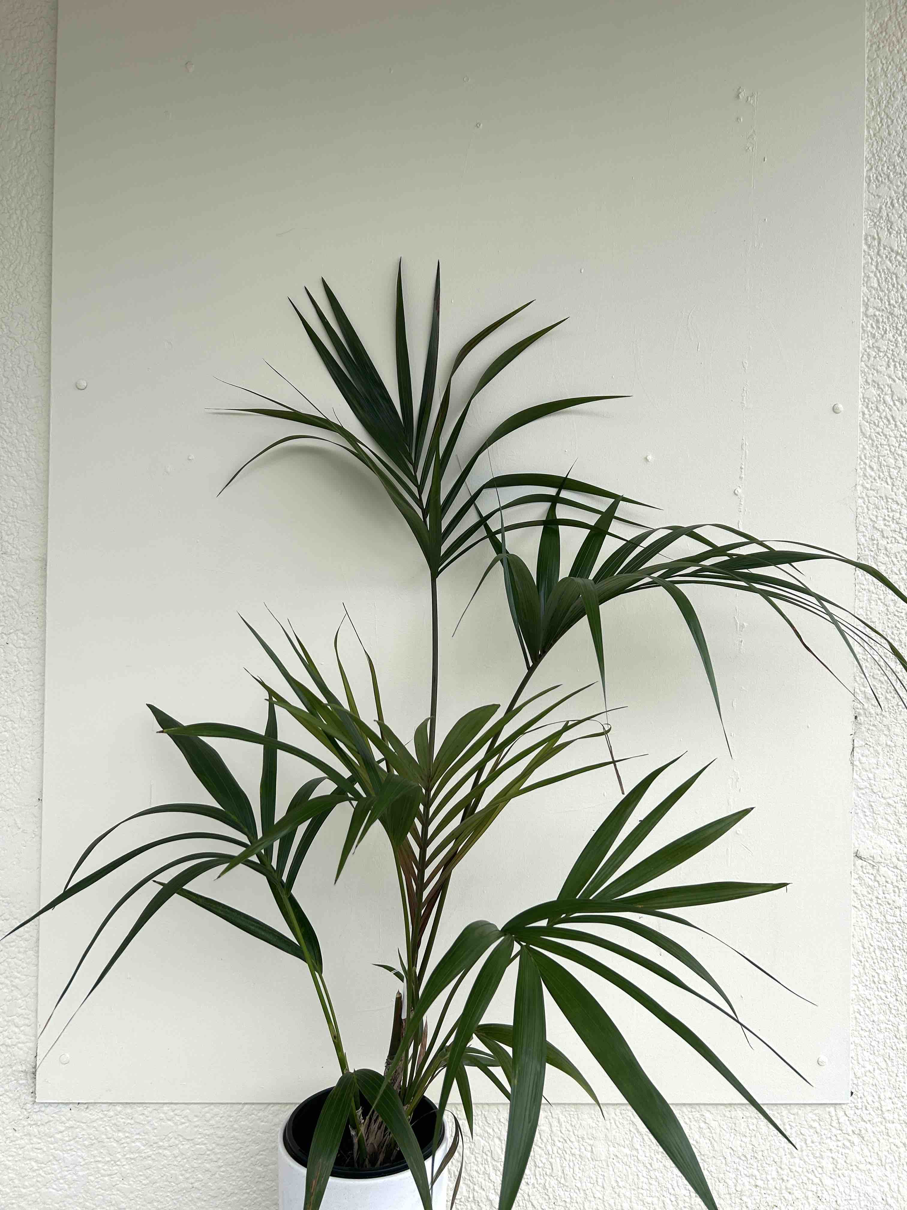 Kentia Palm Plant