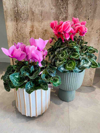 extra large cyclamen plant