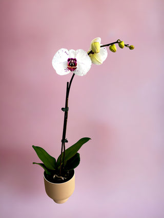Phalaenopsis Orchid Large Pot Plant