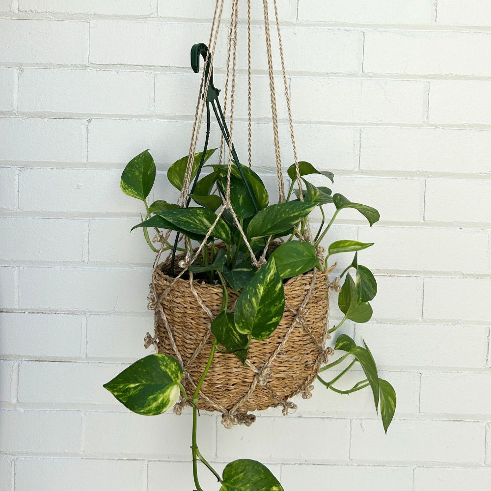 Macrame Hanging Basket