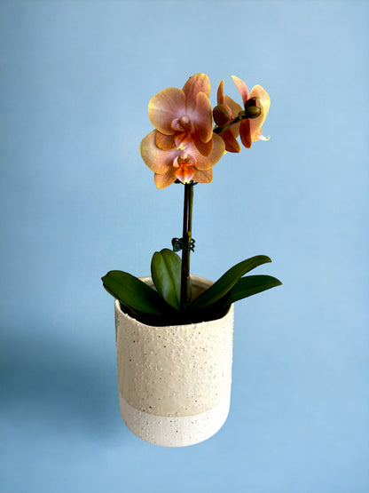 Phalaenopsis Orchid Medium Pot Plant