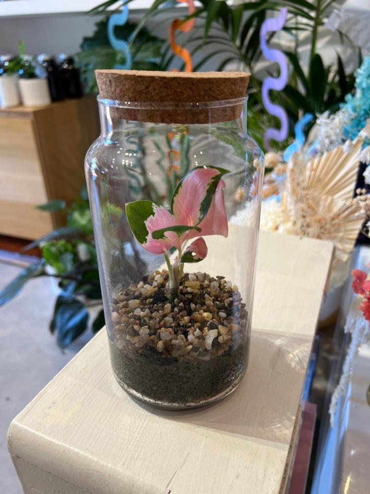 Glass Pebble Terrarium by Forest Life