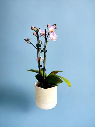 Phalaenopsis Orchid Mini Pot Plant