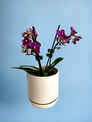 Phalaenopsis Orchid Mini Pot Plant