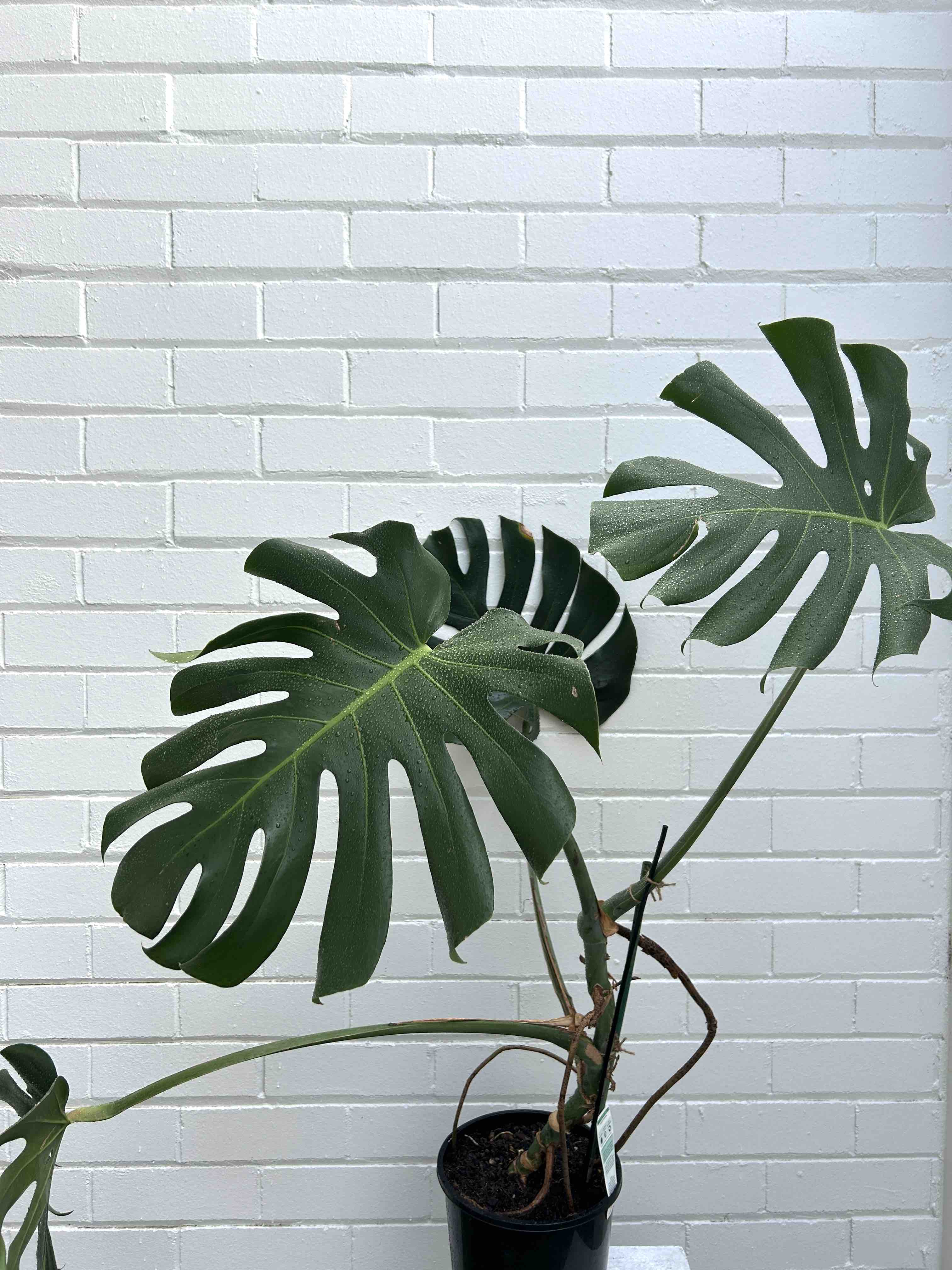 Monstera Indoor Plants