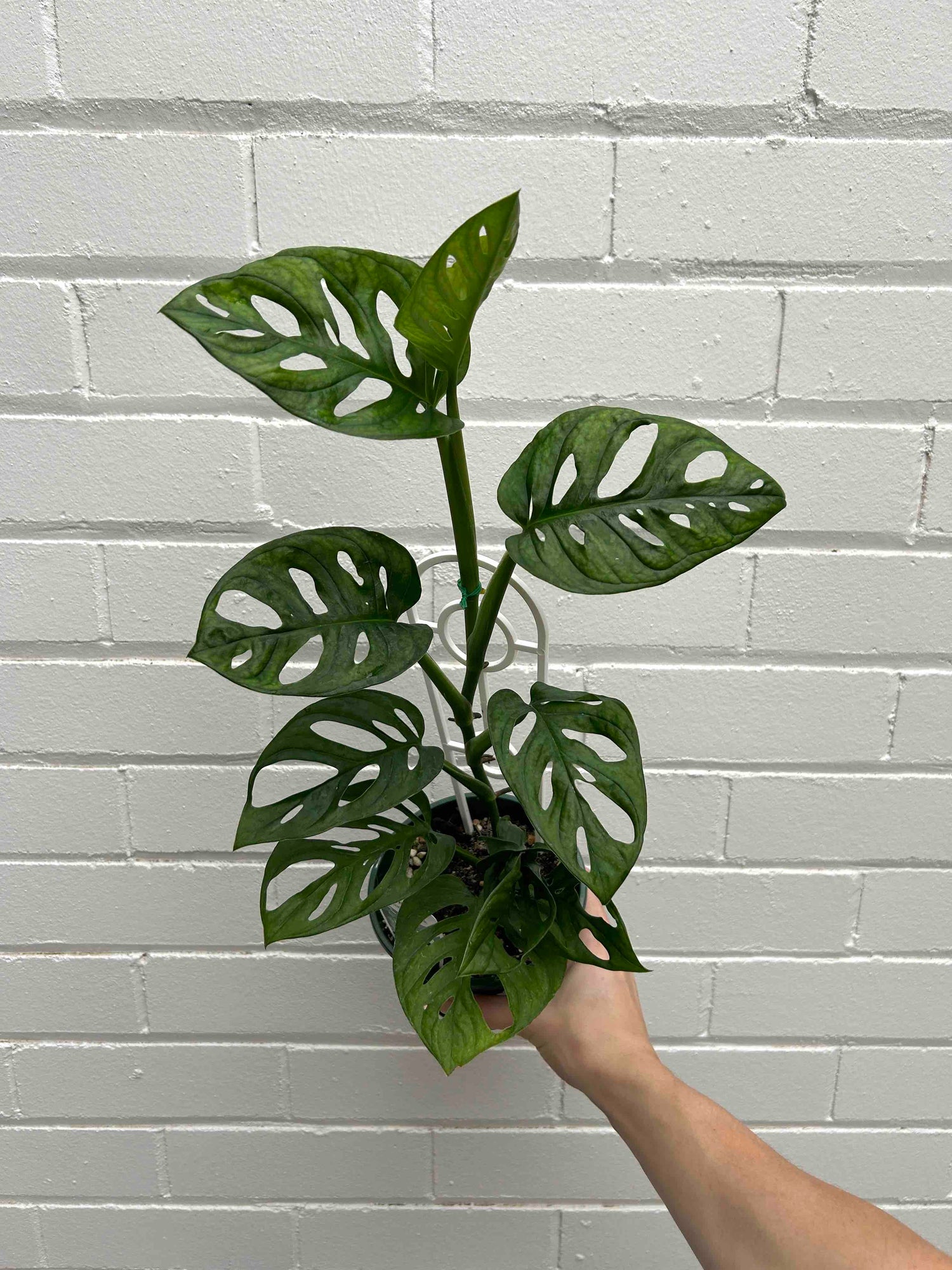 Monstera Indoor Plants