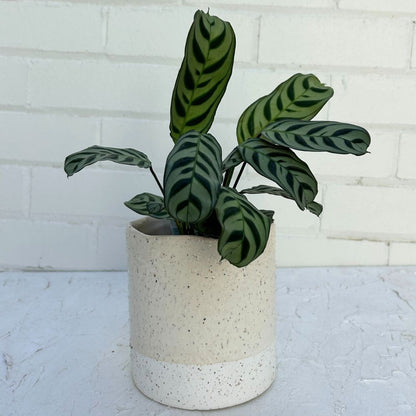 Neutral Ceramic Planter Pot