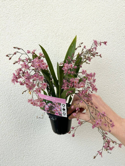 Oncidium Orchid Pot Plant