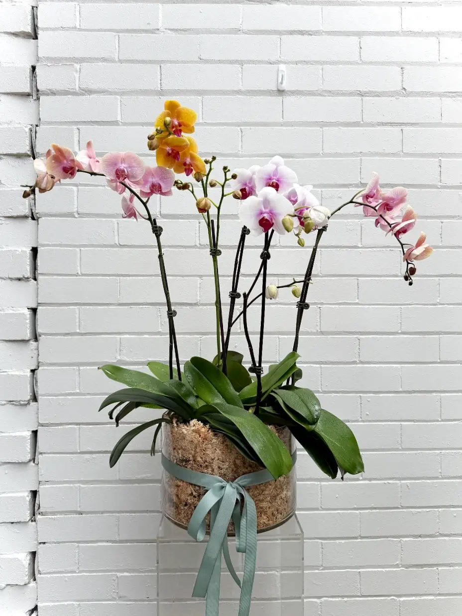 Potted gift orchid plant in glass vase