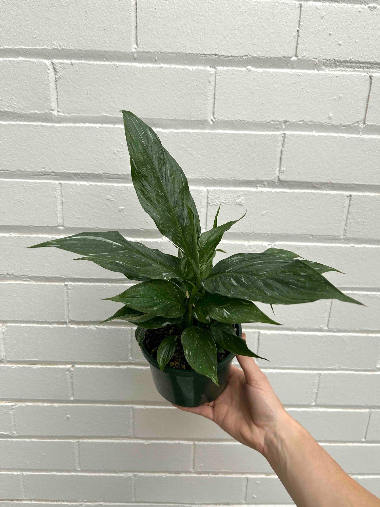 Peace Lily Plant