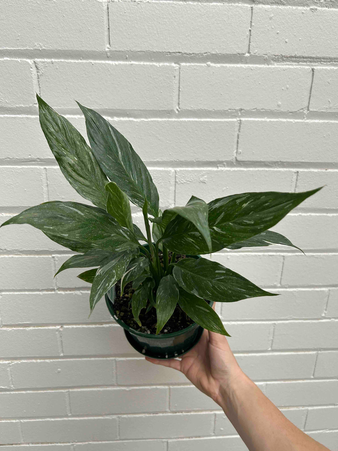 Peace Lily Plant