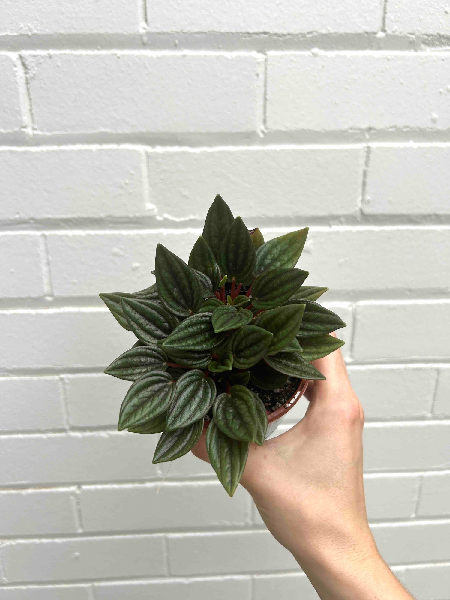 Peperomia Plant