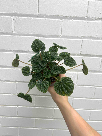 Peperomia Plant