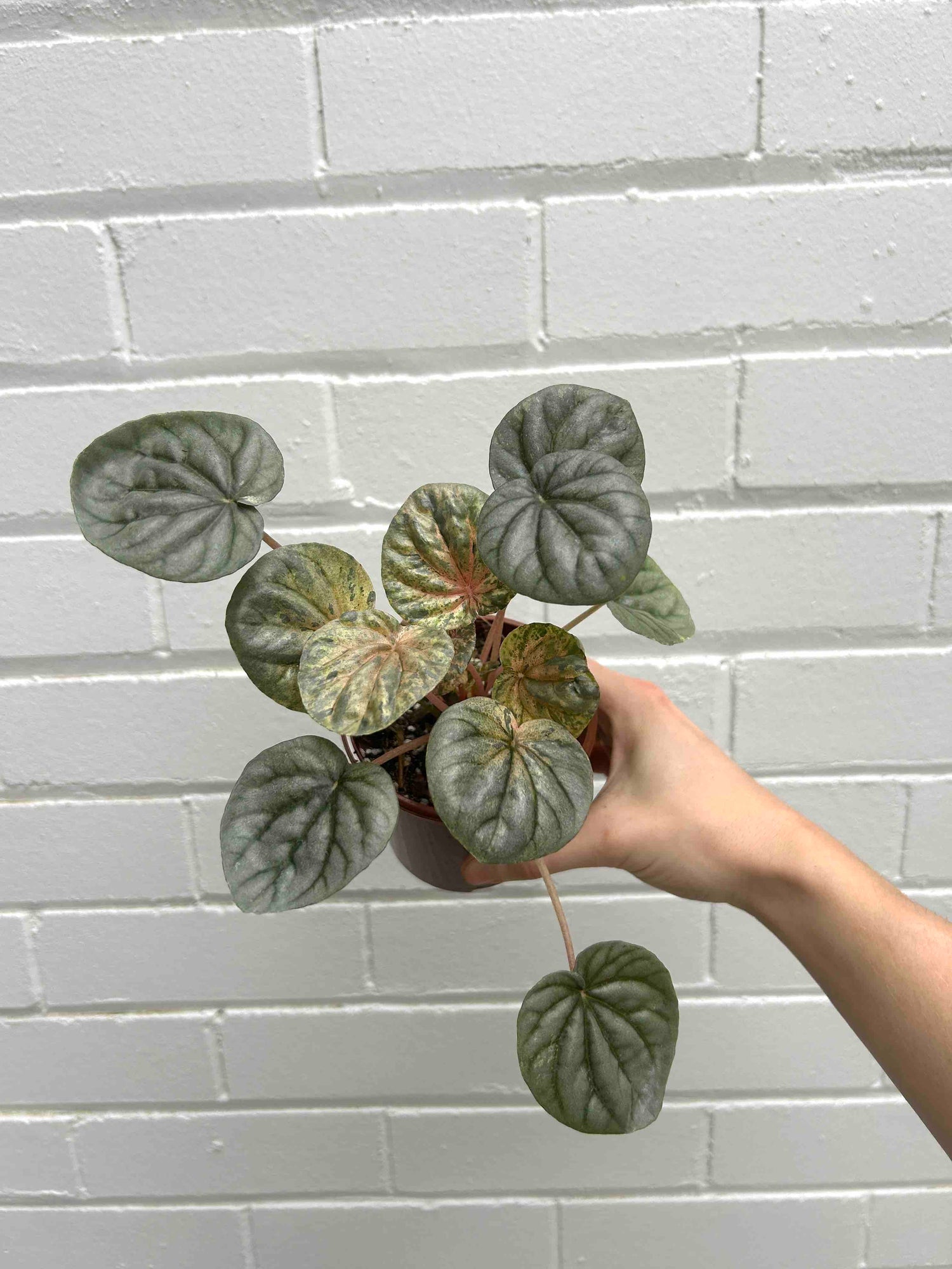 Peperomia Plant