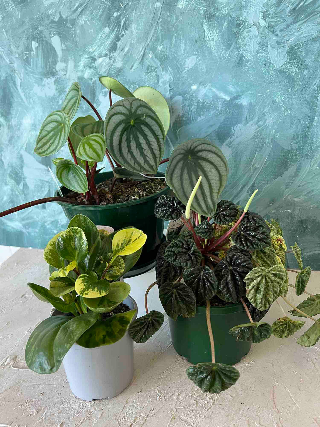 Peperomia Plant