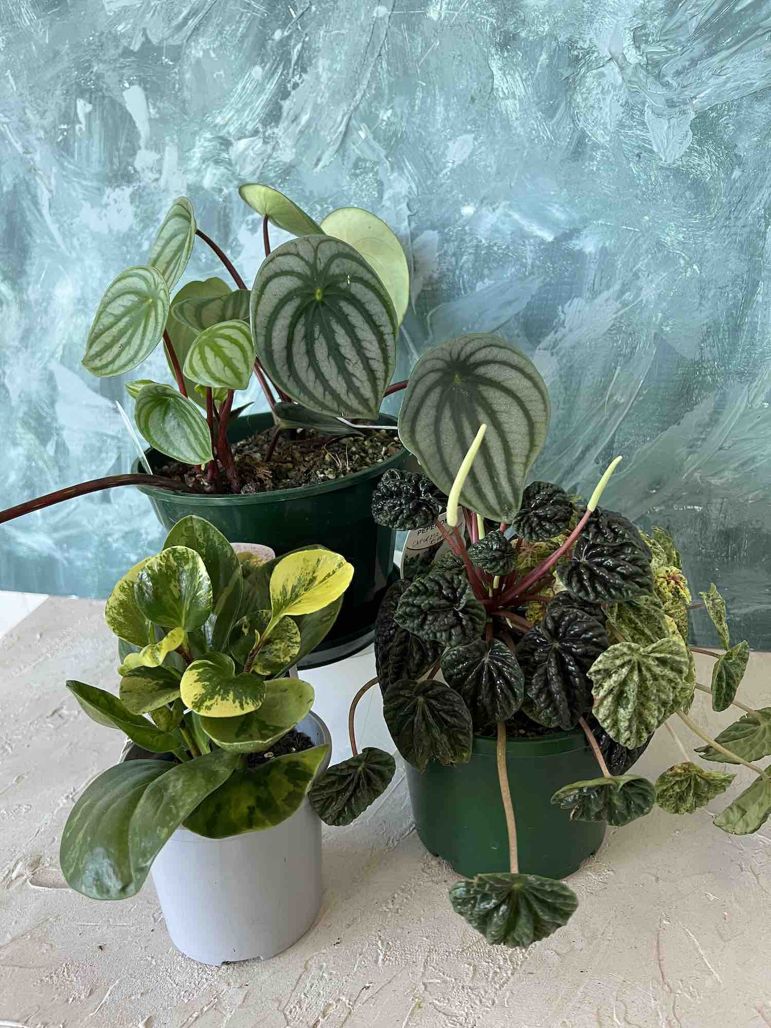 Peperomia Plant