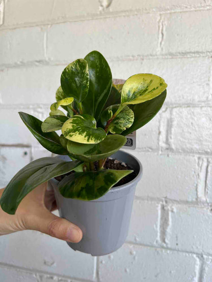 Peperomia Plant