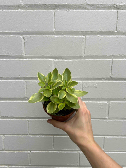 Peperomia Plant