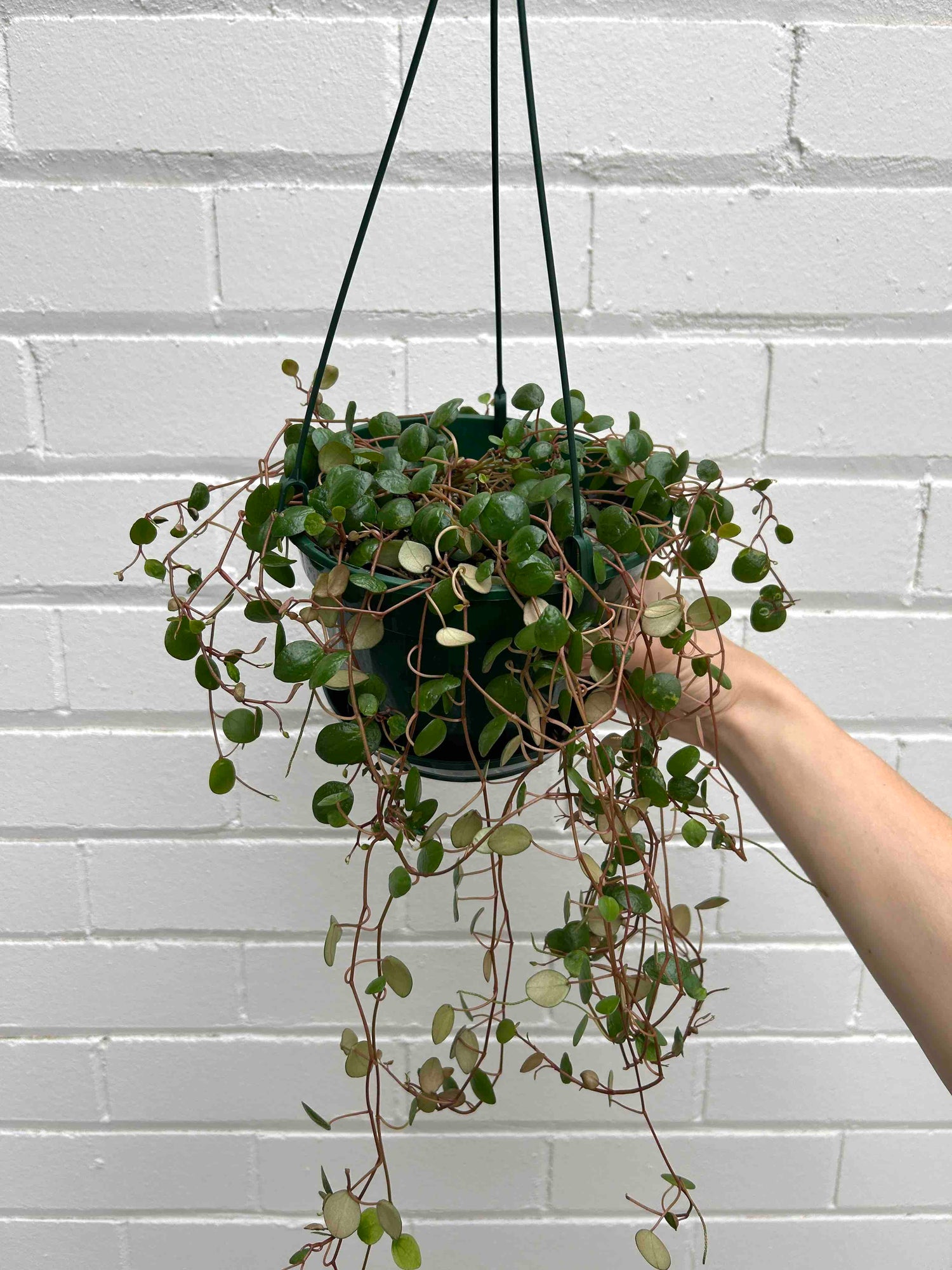 Peperomia Plant