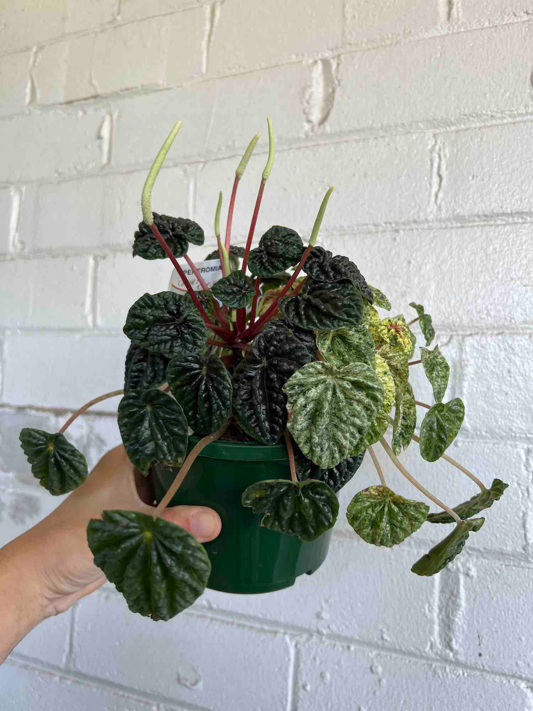 Peperomia Plant