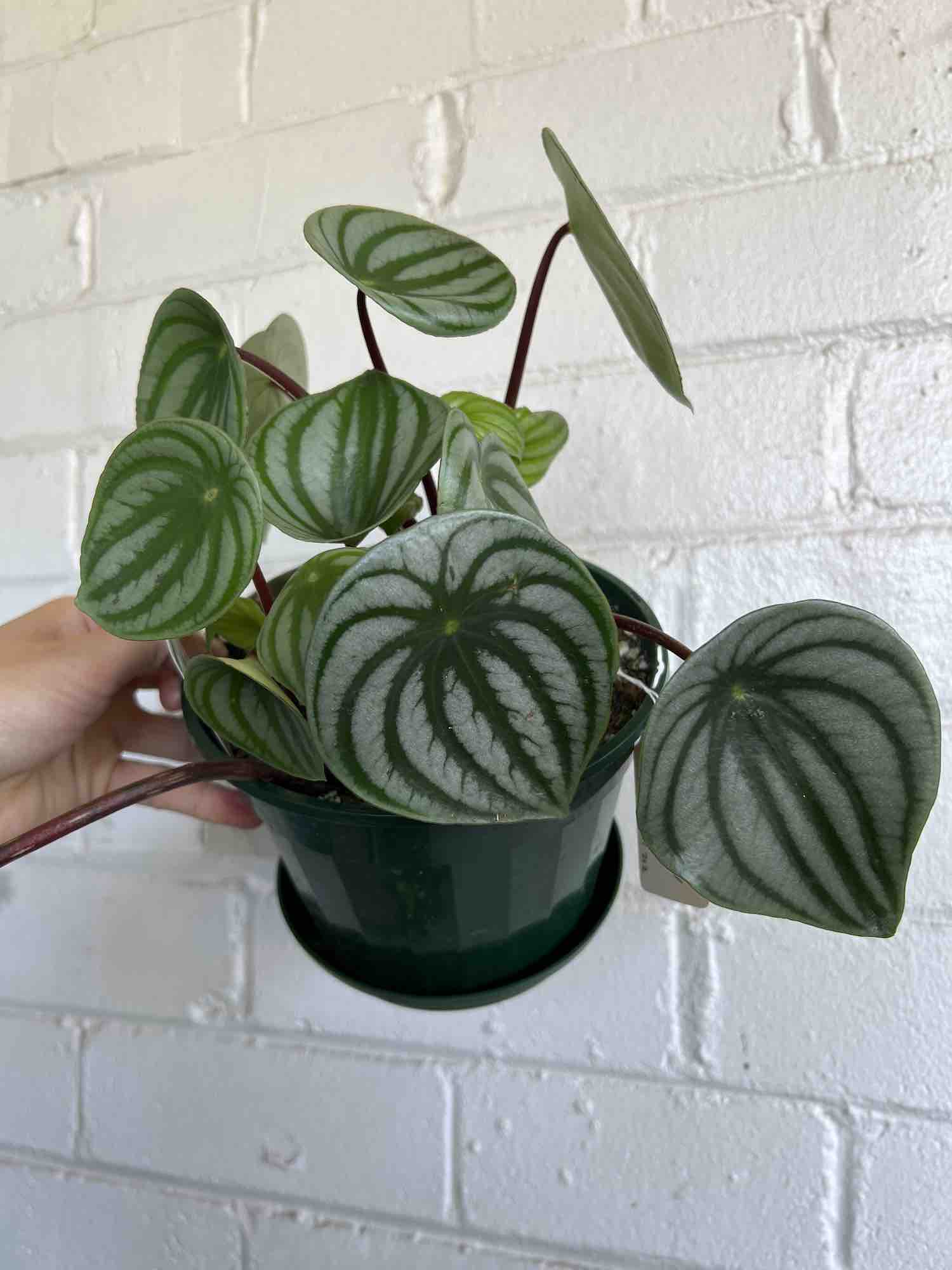 Peperomia Plant