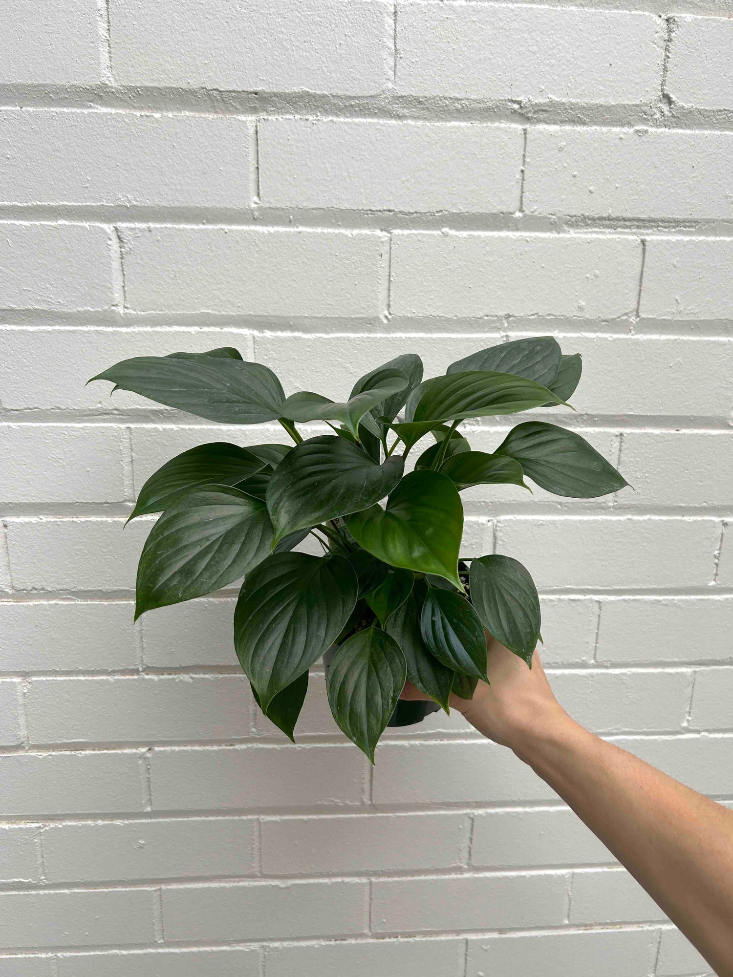 Philodendron Plant